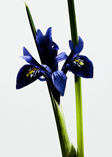 Loewe La Bella Cibeles EDP 100 ml Parfüm - 3