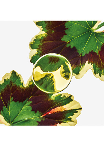 Loewe Essencia Elixir EDP 50 ml Erkek Parfüm - 3