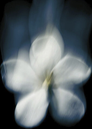 Maison Crivelli Patchouli Magrnetik Parfüm 50 ml - 5