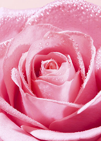 Nuxe Very Rose Purifying Facial Cleansing Foam 2 x 150 ml - 4