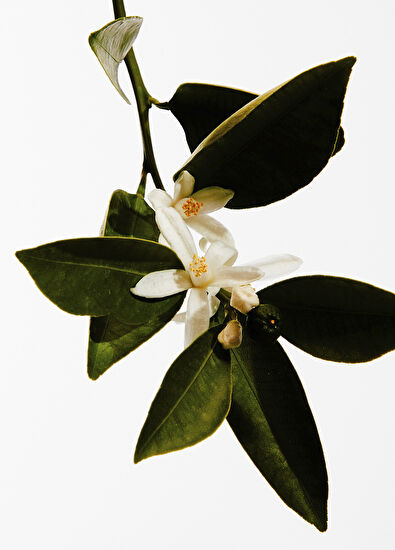 Loewe Un Paseo Por Madrid Casa De Campo 100 ml Parfüm - 3