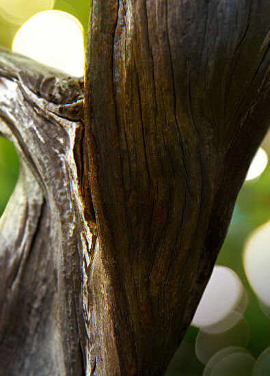 Bvlgari Man Wood Essence Eau de Parfum Refill 200ml - 5