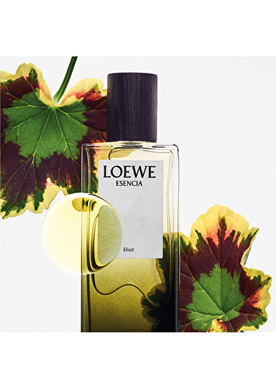 Loewe Essencia Elixir EDP 50 ml Erkek Parfüm - 4