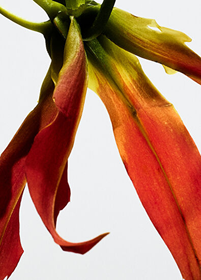 Loewe Paulas Ibiza Eclectic EDT 100 ml Kadın Parfüm - 3