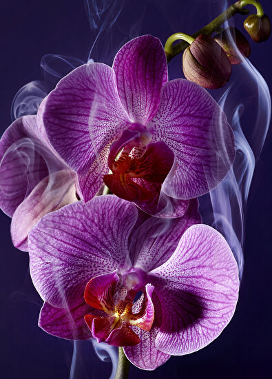 Lancome La Nuıt Tresor Edp 50Ml - 4