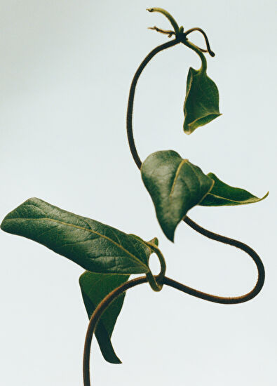 Loewe Honeysuckle 170 gr Mum - 3