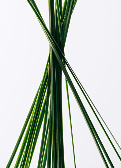 Loewe Essencia EDT 100 ml Erkek Parfüm - 3