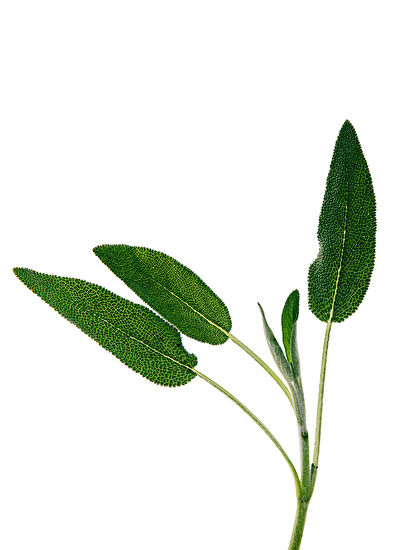 Loewe Loewe Uppm Prado 100ml - 3