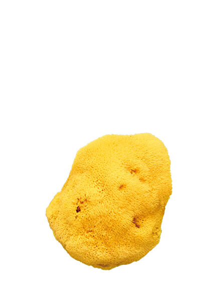 Fine Textured Natural Large Bath Sponge No:14