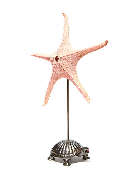Turtle Detailed Starfish Shaped Object