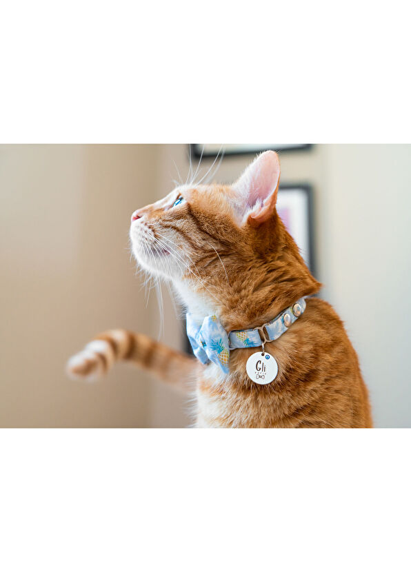 Gliparis Noche Papyonlu Kedi Tasması - 4