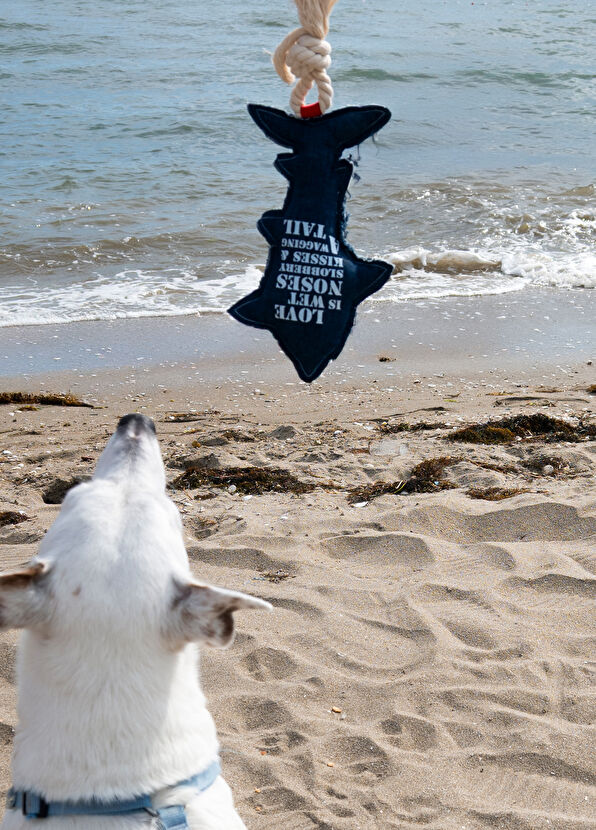 Zeynep Birinci Navy Blue Denim Shark Dog Toy - 4