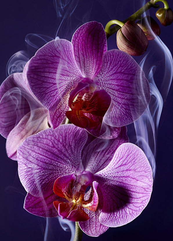 Lancome La Nuıt Tresor Edp 100 ml - 3