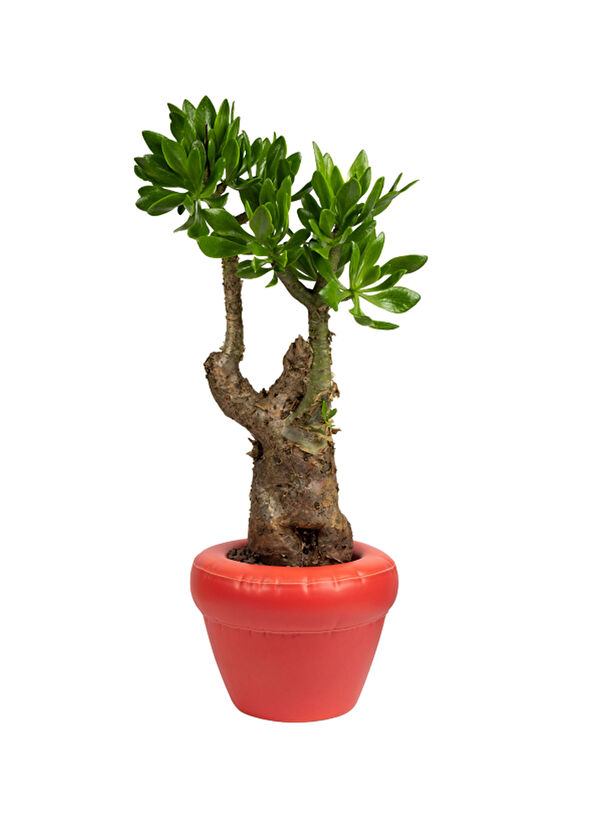 Home Studio Pierre Coral Matte Red Ceramic Flower Pot - 2