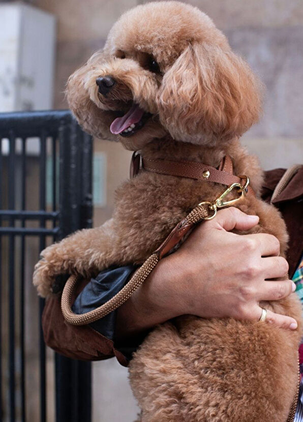 Zoe Pet Atelier Tan Leather Cross Dog Harness - 2