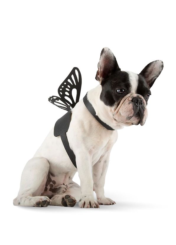 Moshiqa Butterfly Leather Dog Chest Collar - 2