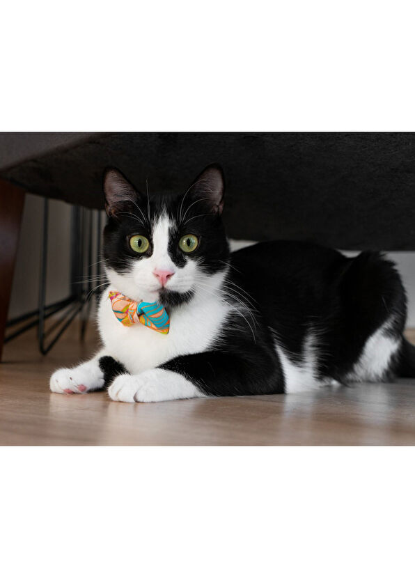 Gliparis Noche Papyonlu Kedi Tasması - 3