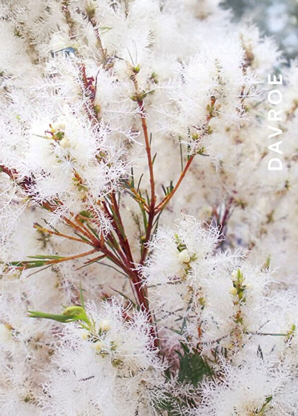 Davroe Davroe Revive Canlandırıcı Kuru Şampuan 175 g - 2