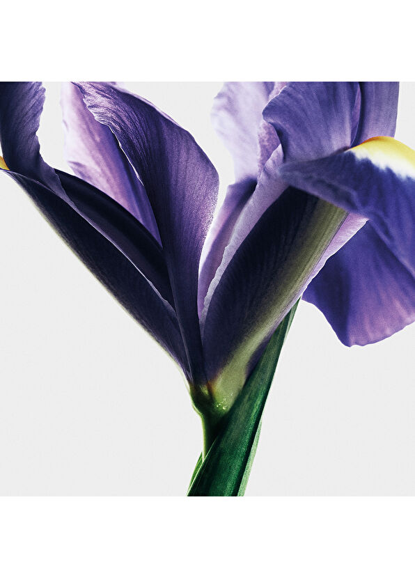 Loewe Iris Root EDP 100ml - 3