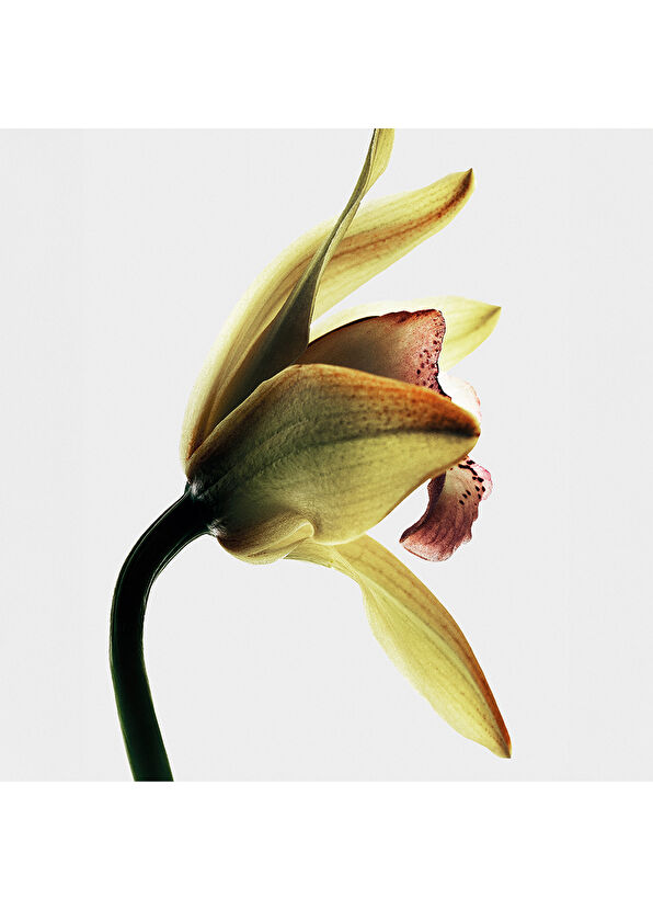 Loewe Roasted Vanilla EDP 100ml - 3