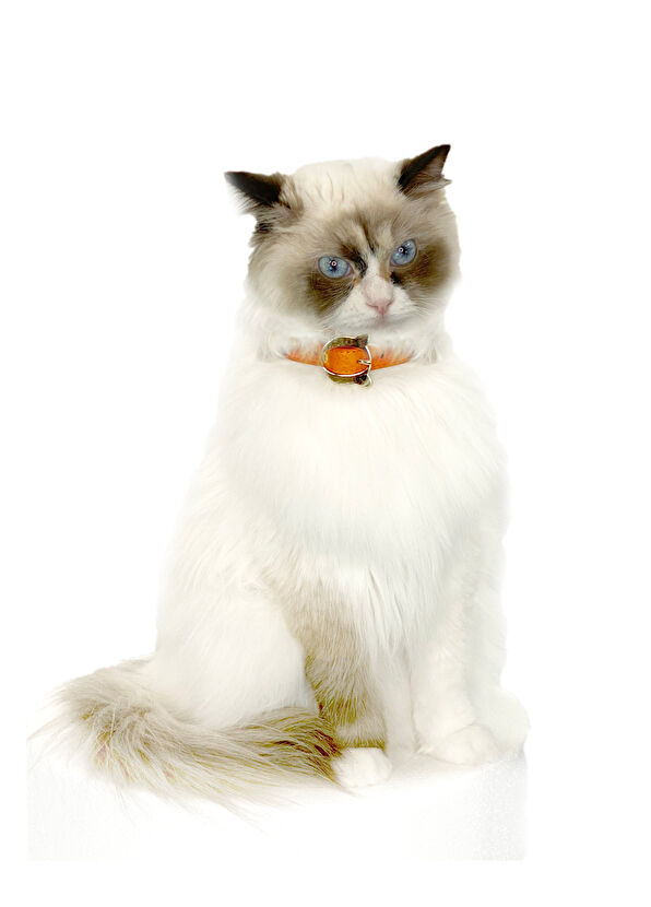 Moshiqa Lilo Orange Cat Collar - 2