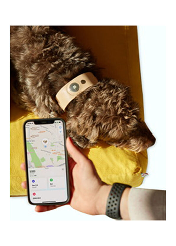 Du2 Deri Airtag Uyumlu Köpek Boyun Tasması - 2