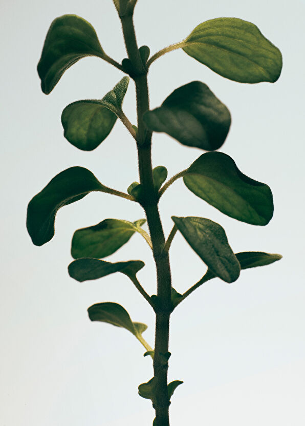 Loewe Oregano 170 gr Mum - 3