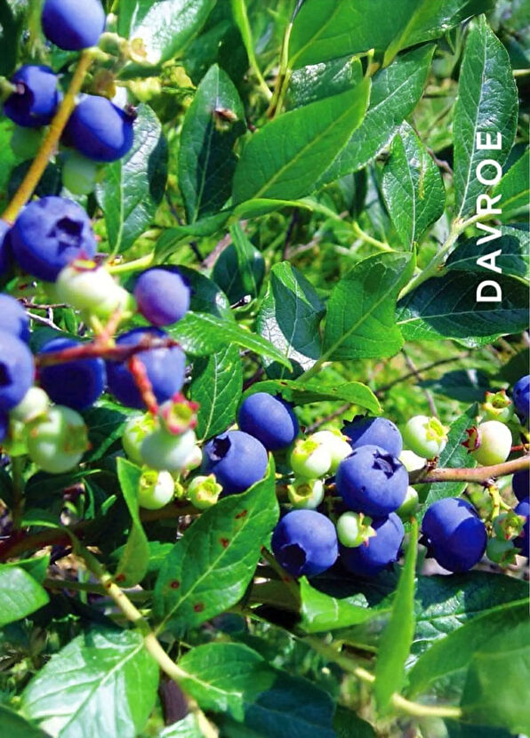 Davroe Smooth Senses Anti-Frizz Anti-Frizz Shampoo 325 ml - 4