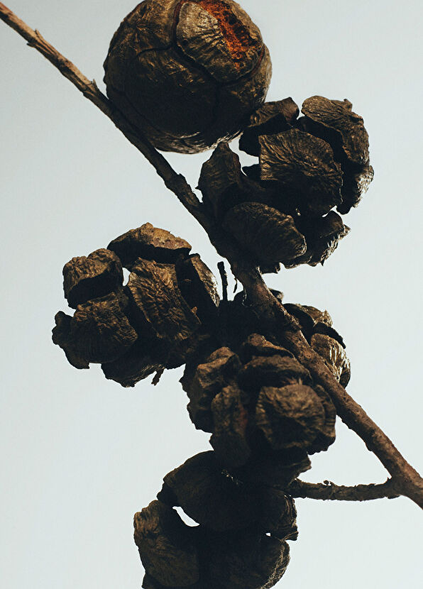 Loewe Cypress Balls 170 gr Mum - 3