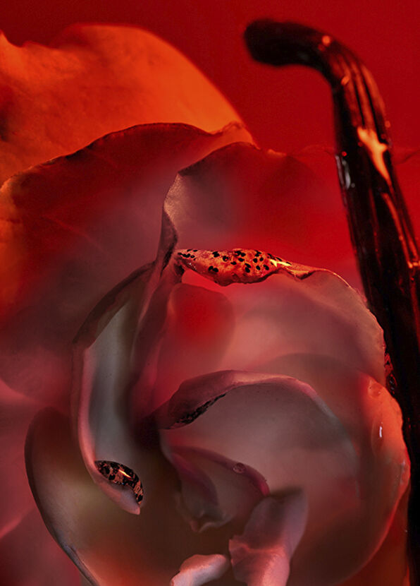 Bvlgari Allegra Baciami Liquid Soap 250 ml - 2