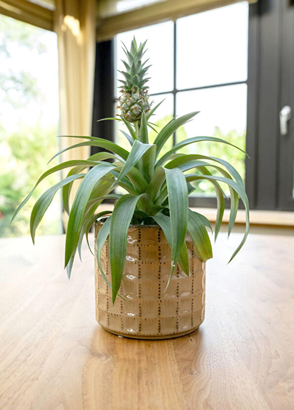 Ter Steege Zahra Kahverengi Seramik Saksı 14x13cm - 2