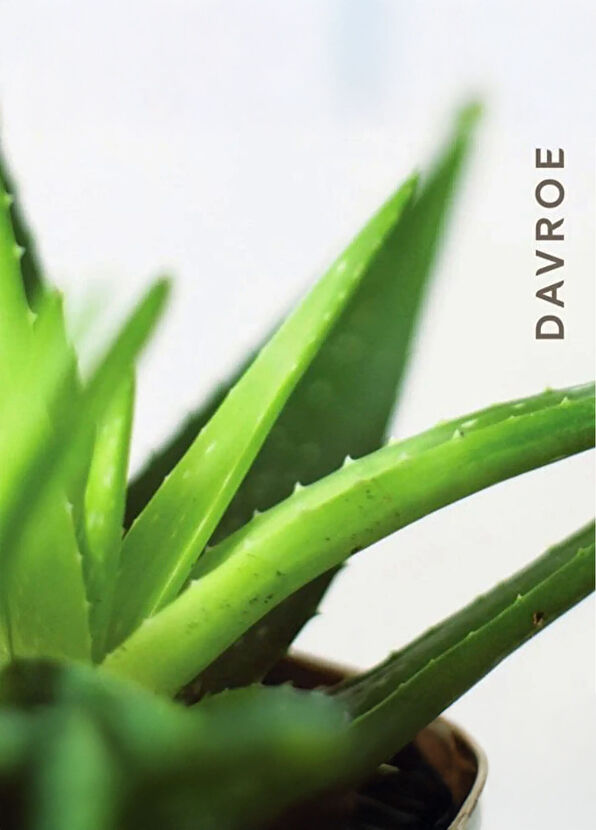 Davroe Scalp Remedy Spa Overnight Repairing Moisturizing Purifying Hair Serum 50 ml - 2