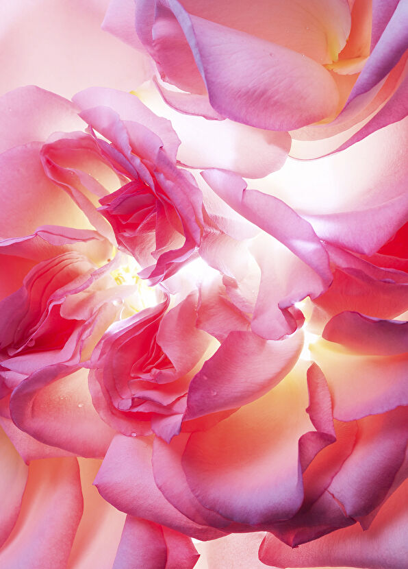 Bvlgari Allegra Magnifying Rose 40ml - 2