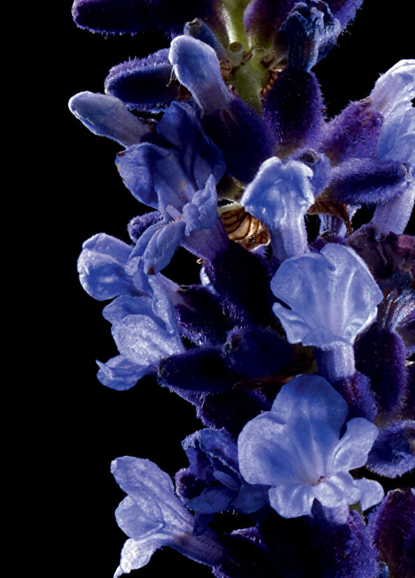 Yves Saint Laurent Kouros Edt 100ml - 2