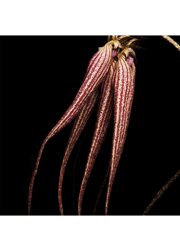 BYREDO Byr Bal D Afrique Absolu 100ml Parfüm - 4