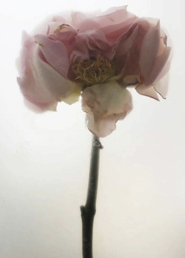 Pelcare Rose Super Antioxidant Gözenek Karşıtı Antioksidan İçeren Cilt Serum 30 ml - 2