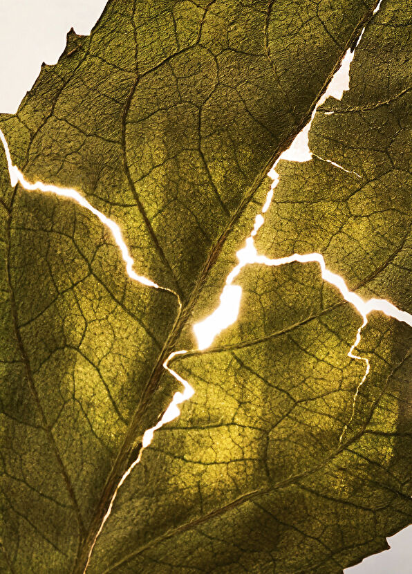 Bvlgari Allegra Magnifying Patchouli 40ml - 2