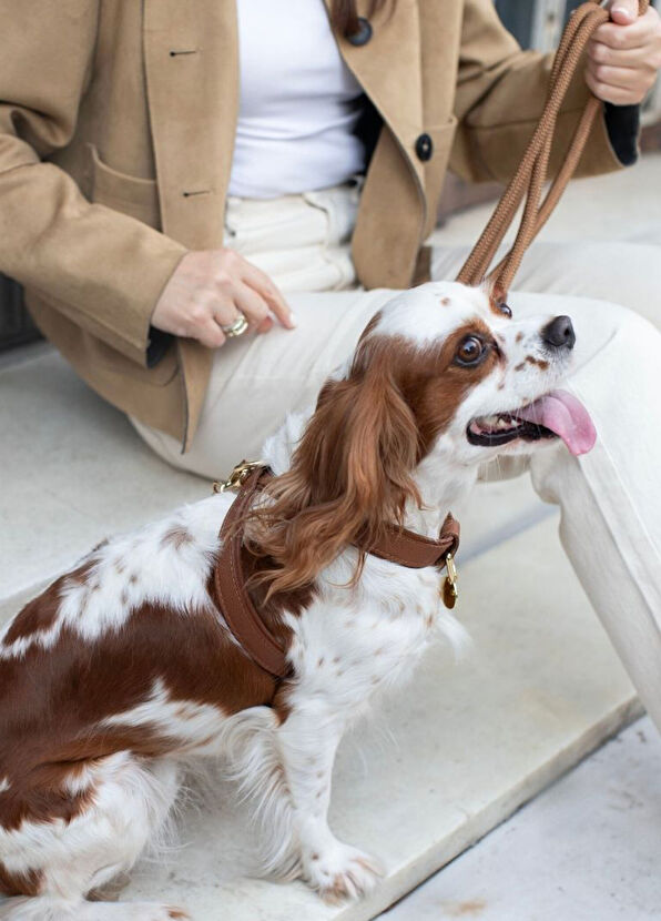 Zoe Pet Atelier Tan Leather Cross Dog Harness - 3