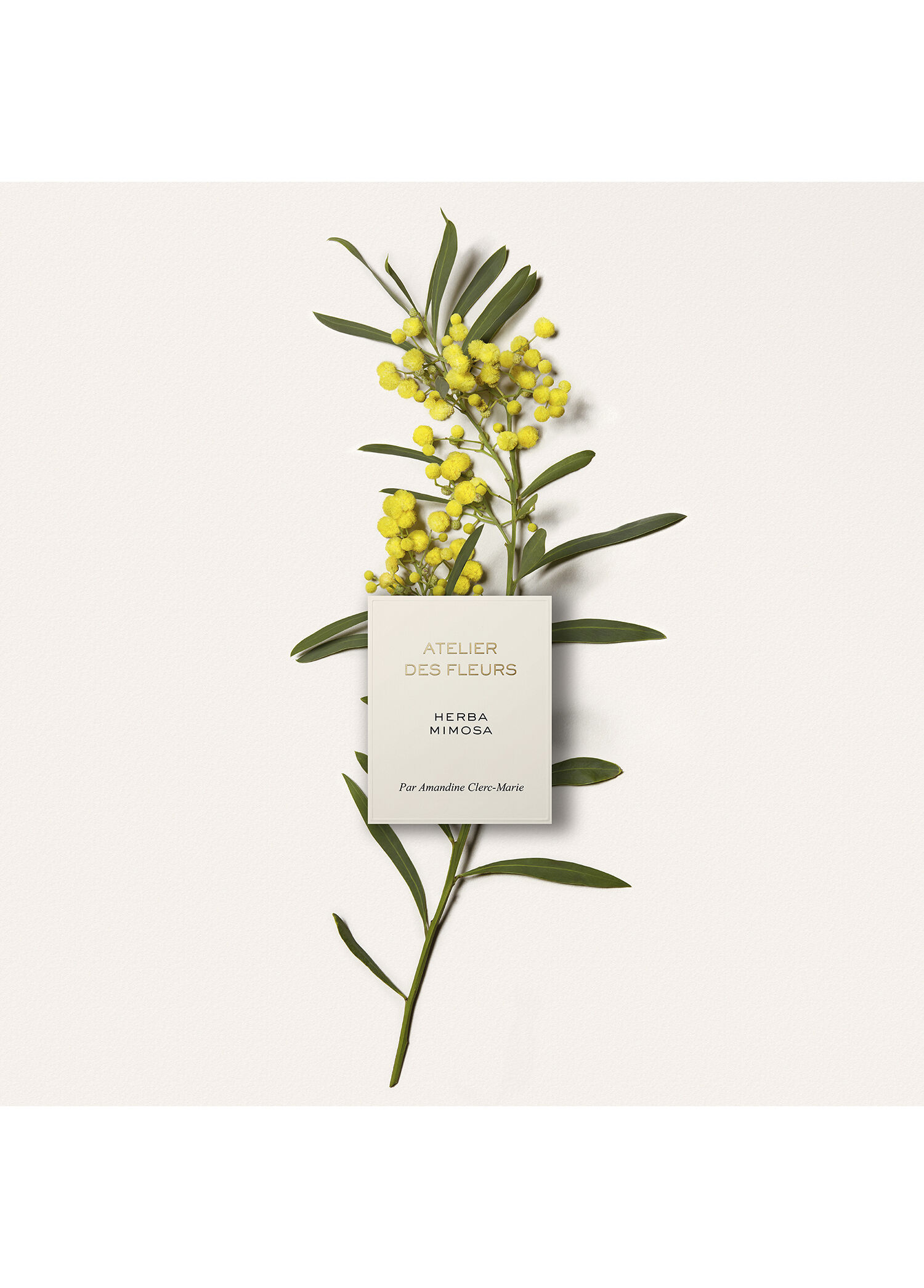 Chloe - Atelier Des Fleurs Herba Mimosa Edp 150 ml -