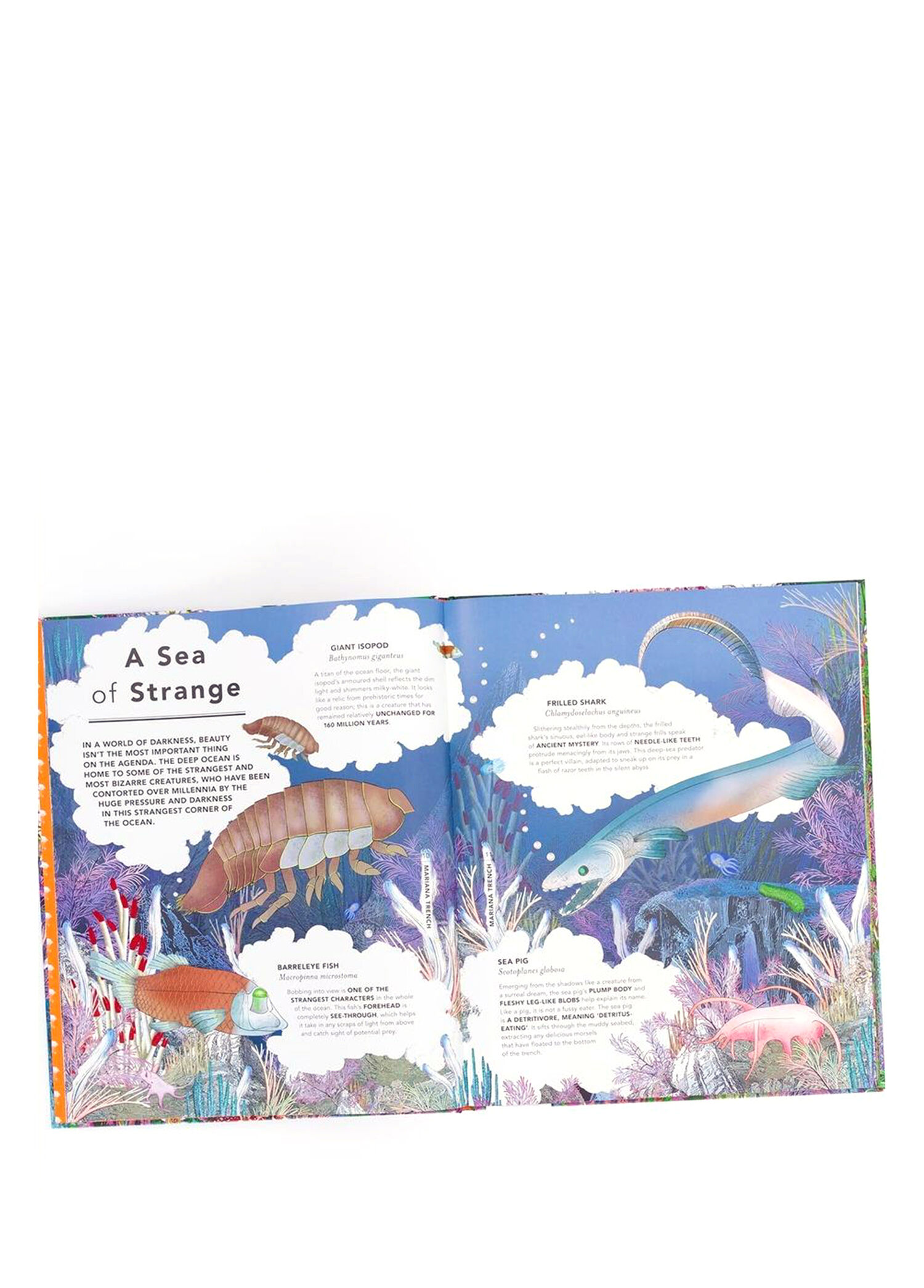 The Fantastical Safari