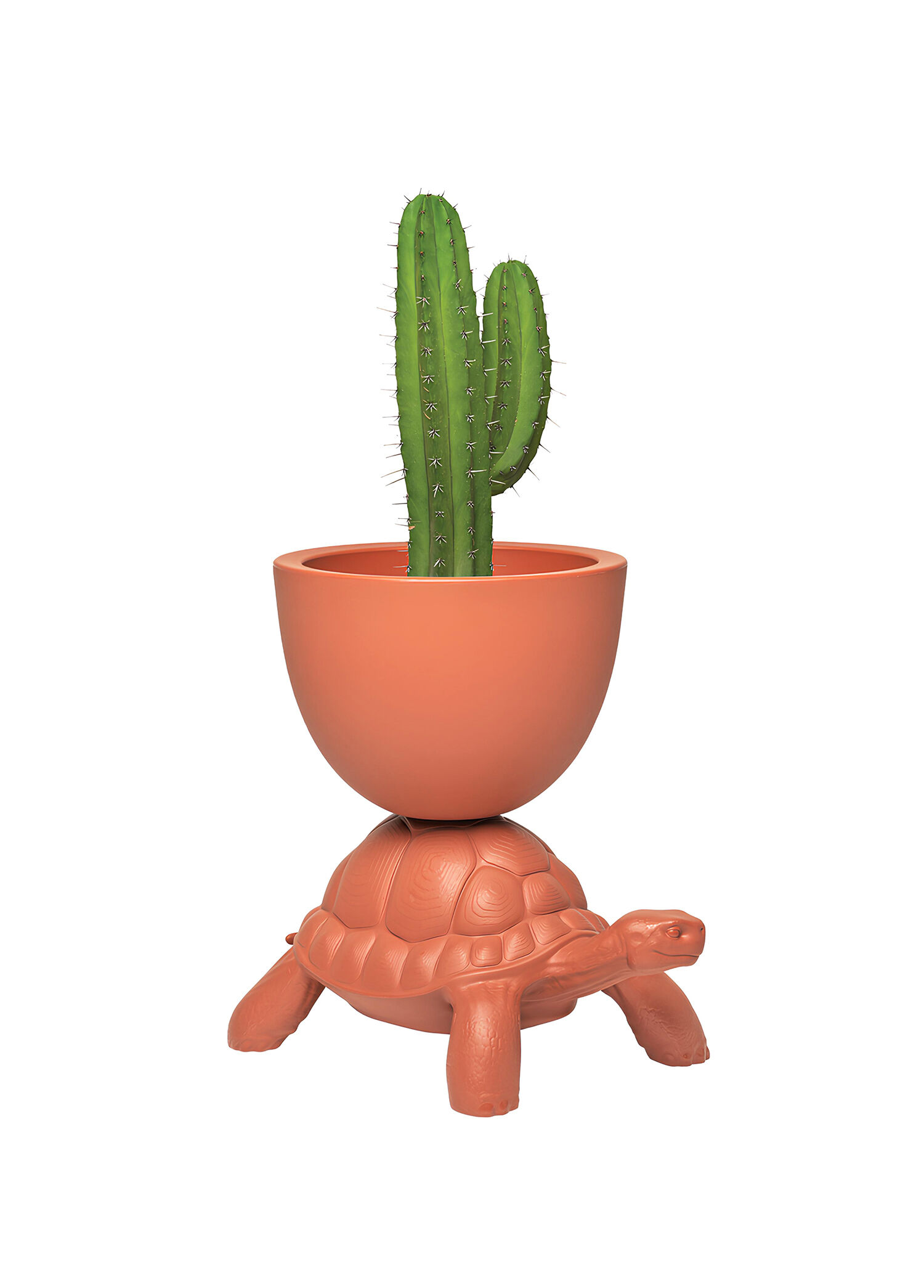 Turtle Carry Terracotta Saksı