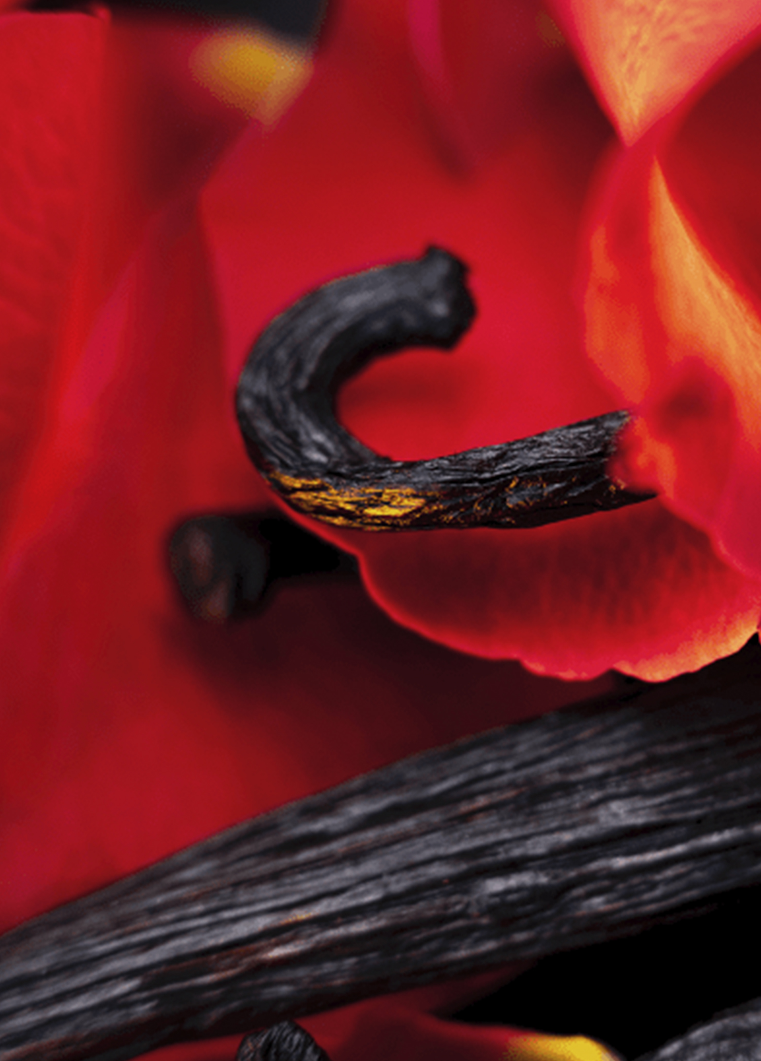 Hibiscus Mahajád 50ml Maison Crivelli Maison Crivelli - Hibiscus Mahajad Extrait 50 ml Parfüm -