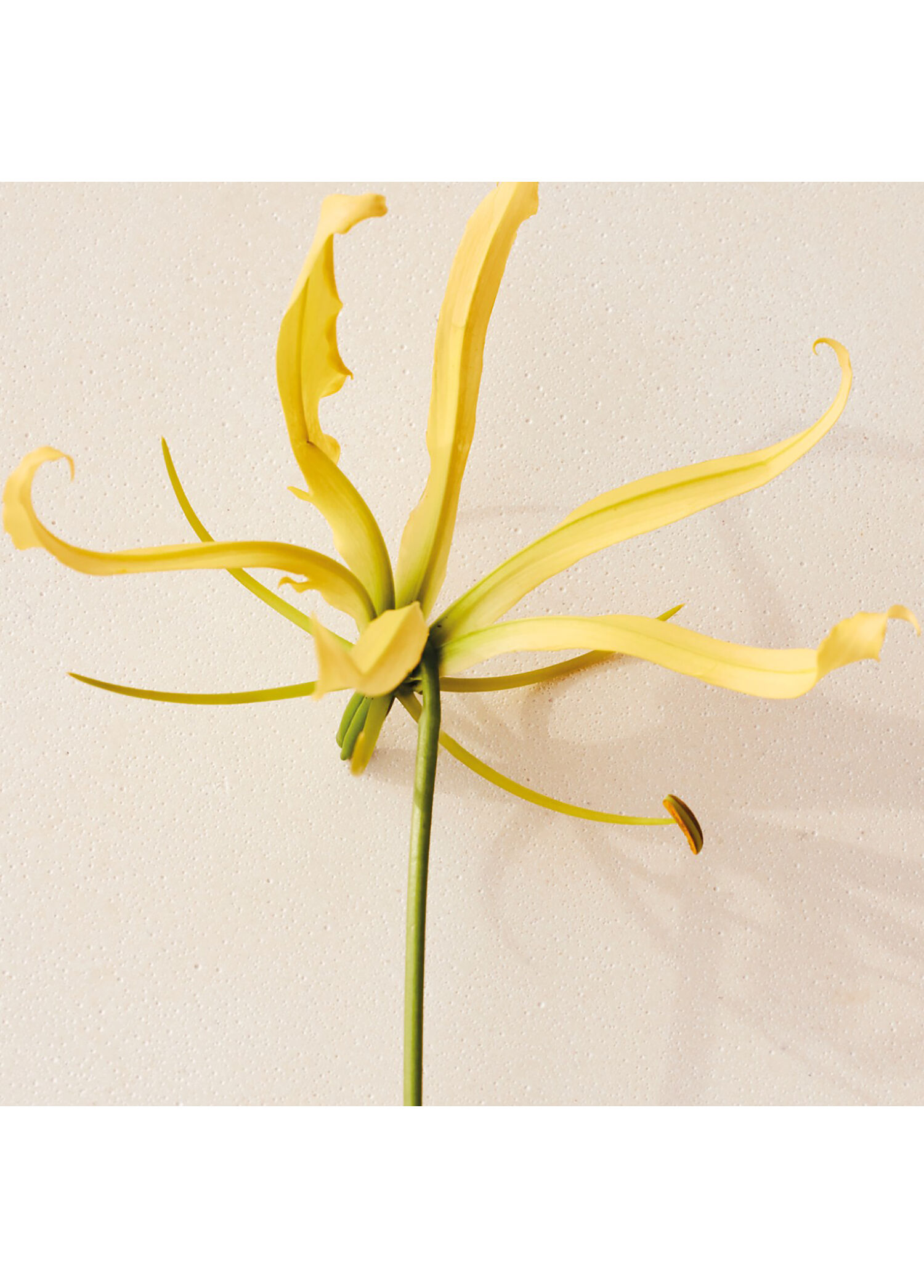 Chloe - Atelier des Fleurs Ylang Cananga Edp 150 ML -