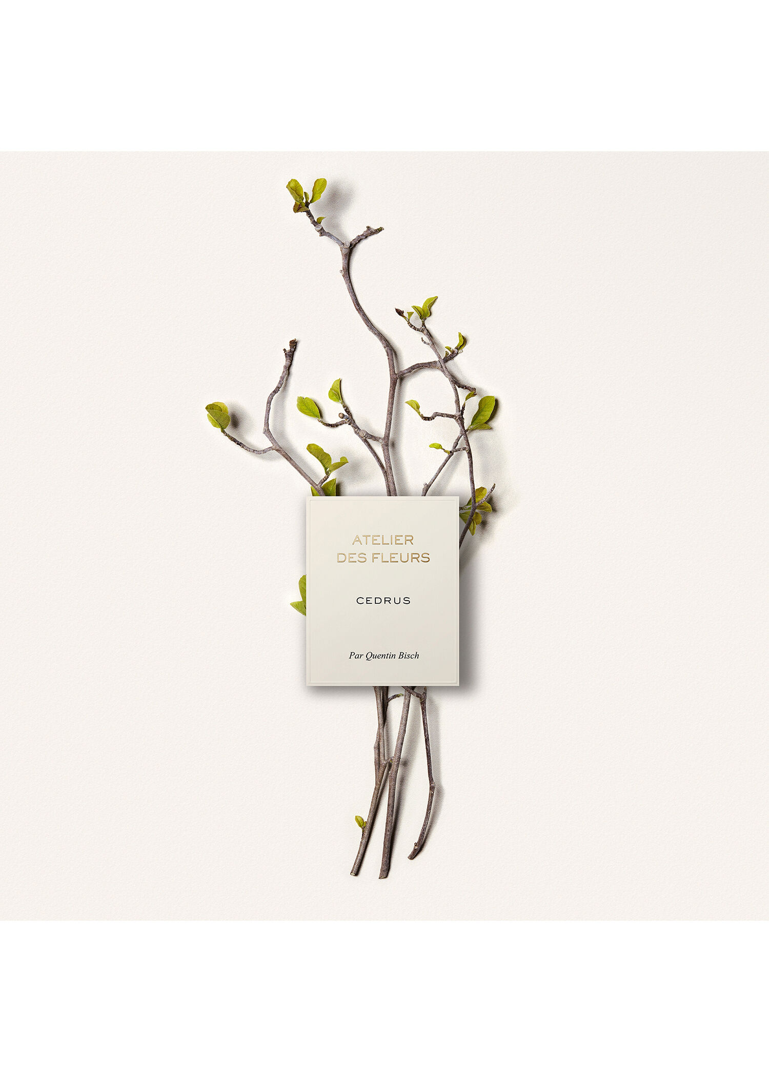 Chloe - Atelier des Fleurs Cedrus Edp 50 ML -