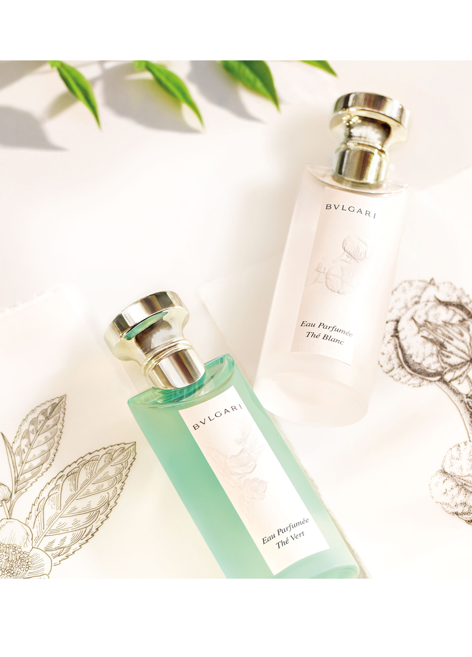 Eau Parfumée Au Bvlgari Parfum Eau De Blanc Bvlgari Thé Blanc EDT