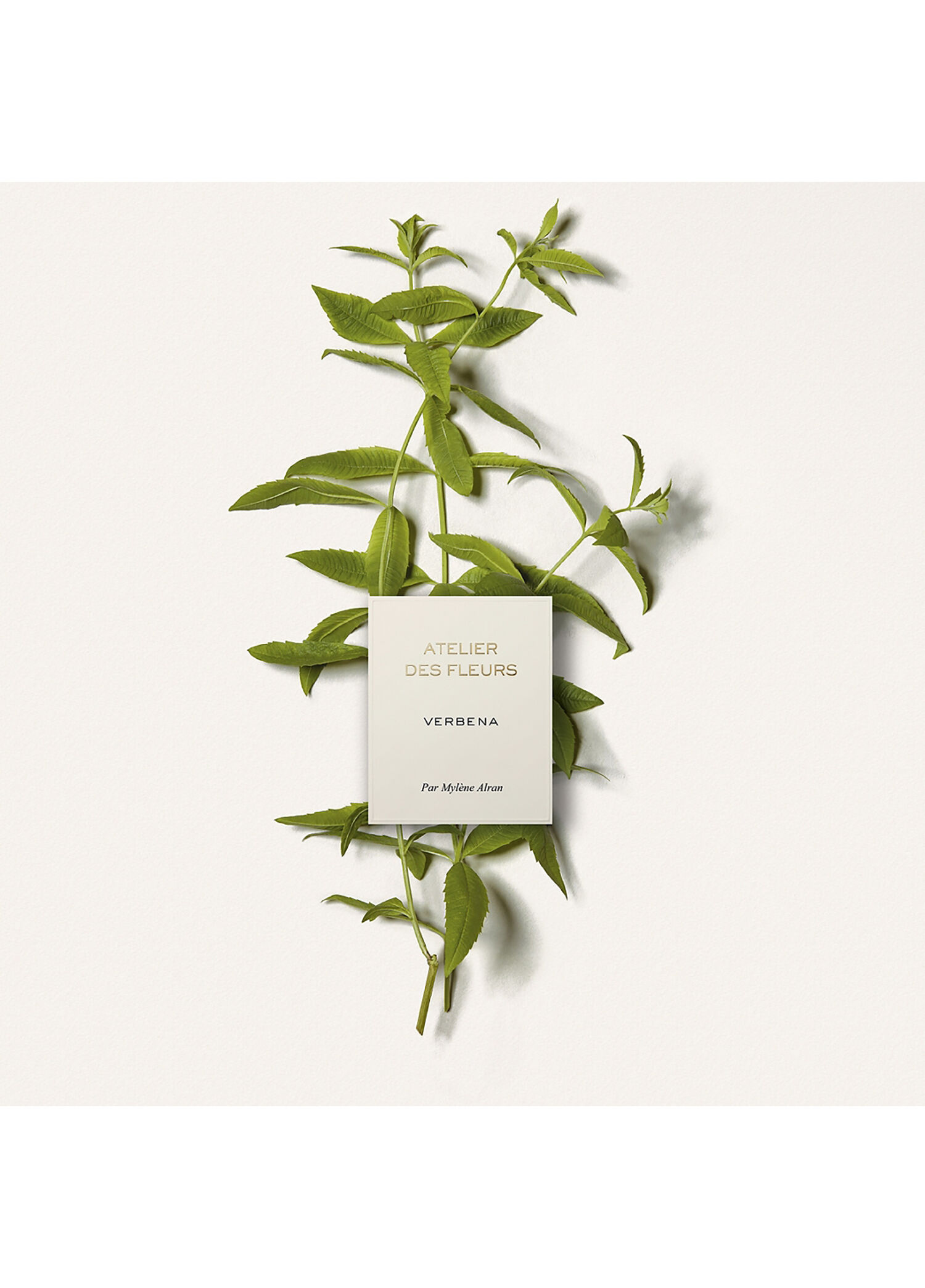 Chloe - Atelier des Fleurs Verbena Edp 50 ML -